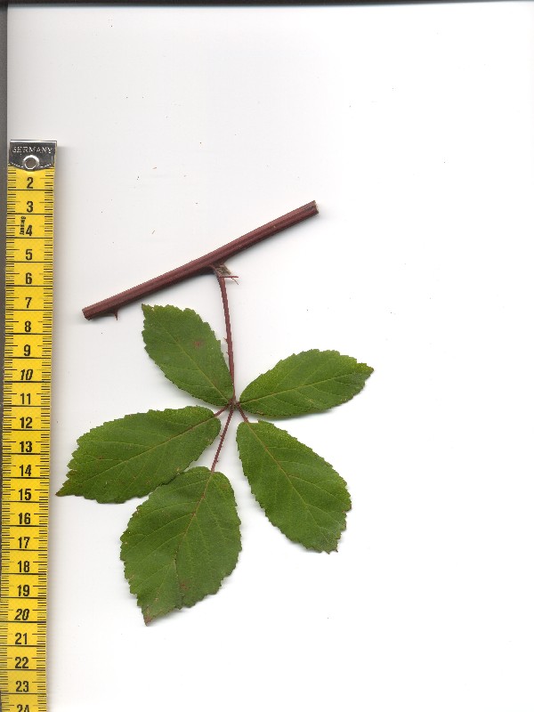 Rubus montanus 1