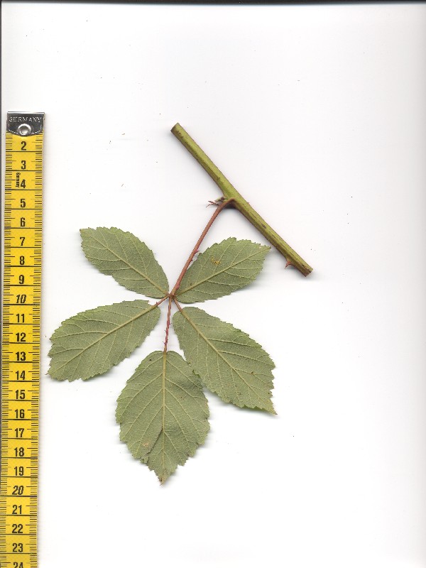 Rubus montanus 2