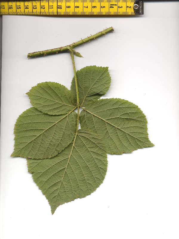 Rubus fabrimontanus 2