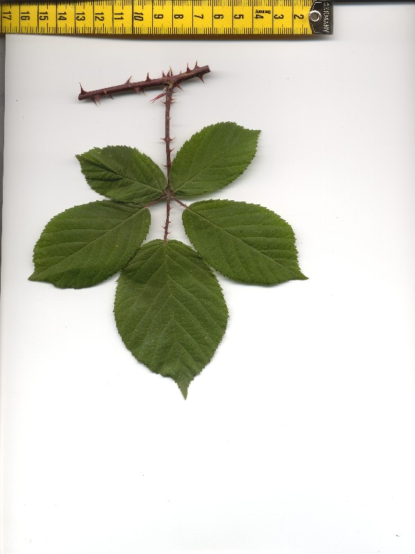 Rubus gracilis