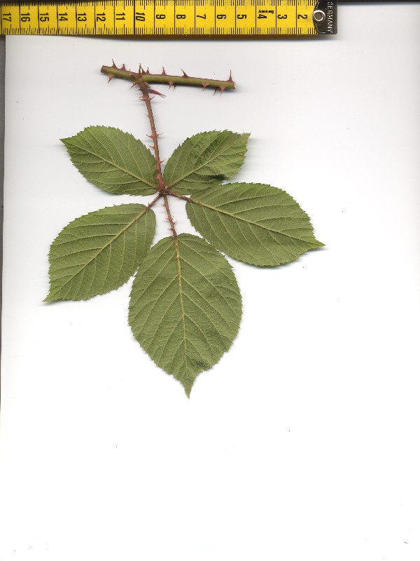 Rubus gracilis 2