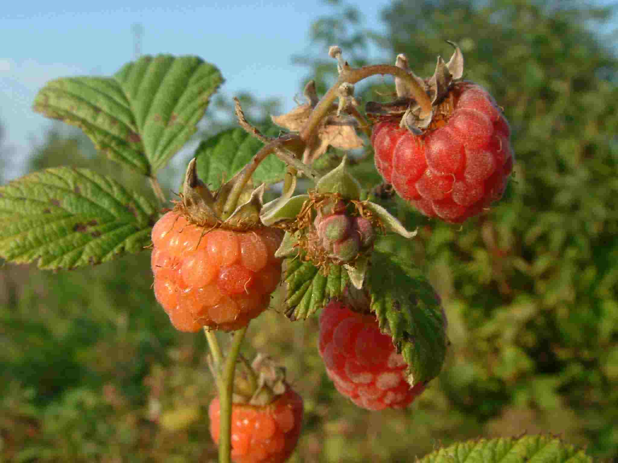 Rubus idaeus 2