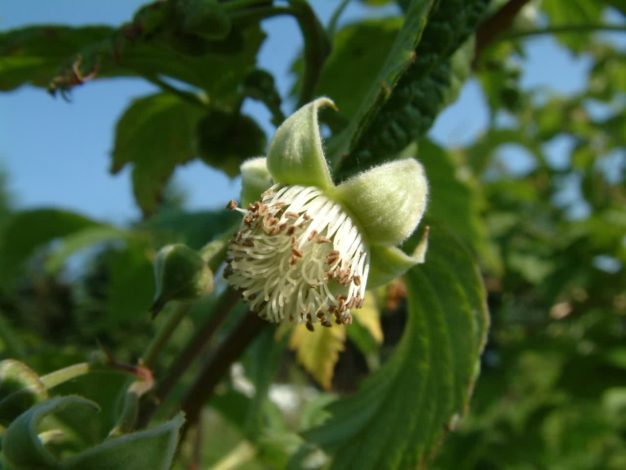 Rubus idaeus 1