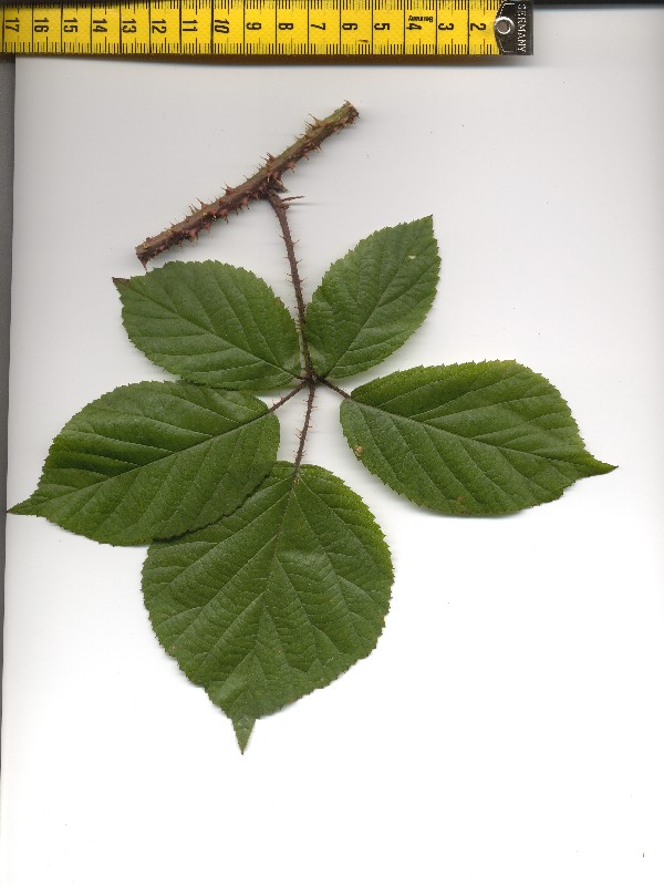 Rubus koehleri 1