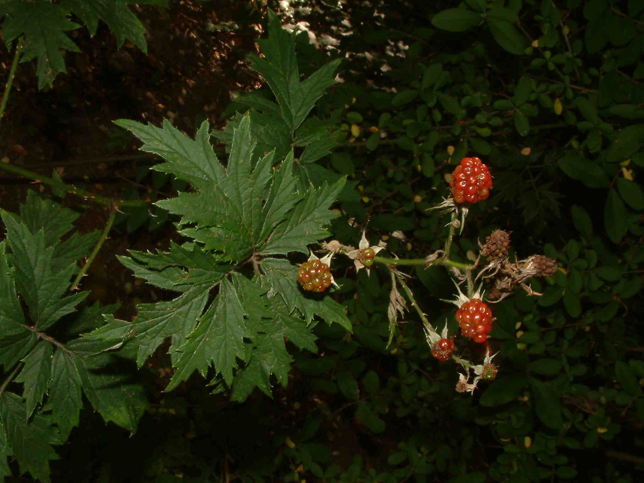 Rubus laciniatus 1