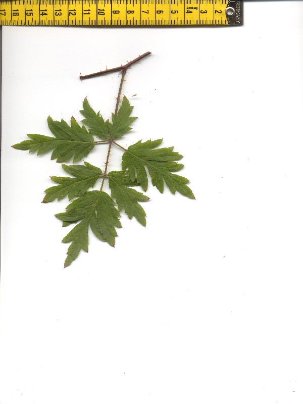 Rubus laciniatus 1