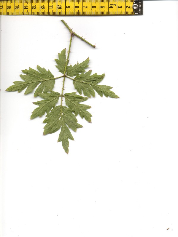 Rubus laciniatus 2