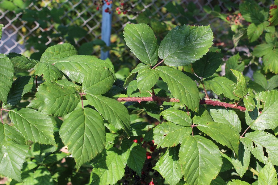 Rubus macrophyllus 1