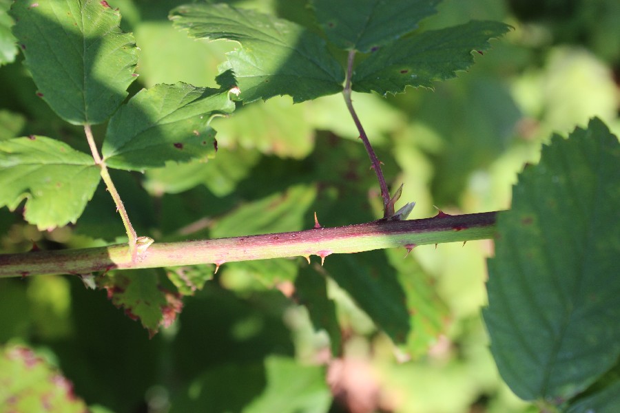 Rubus macrophyllus 2