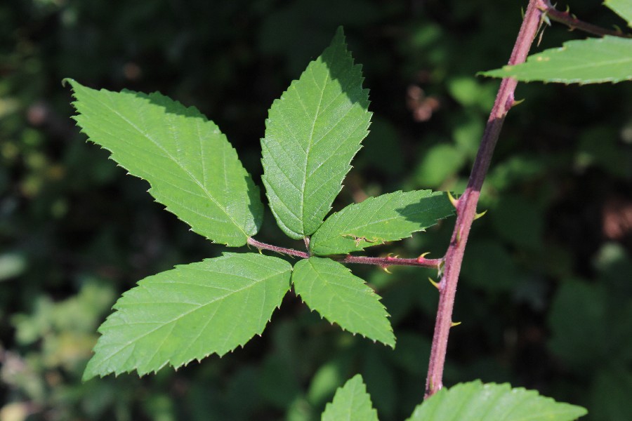 Rubus montanus 3