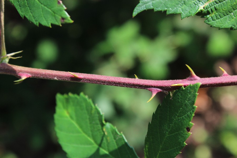 Rubus montanus 4