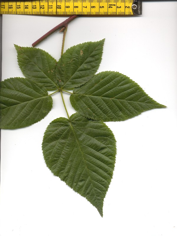 Rubus nessensis