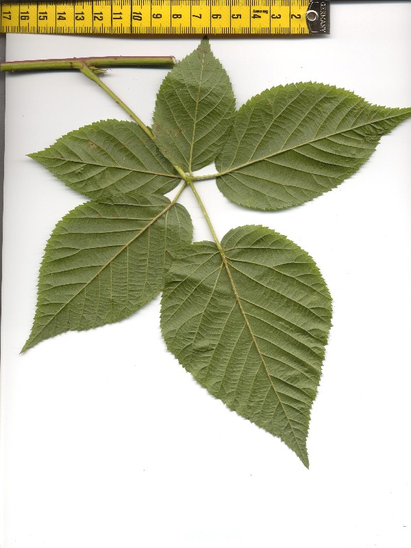 Rubus nessensis 2