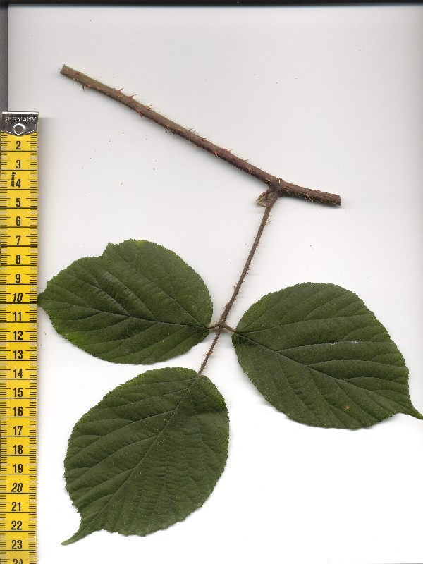Rubus pedemontanus 1