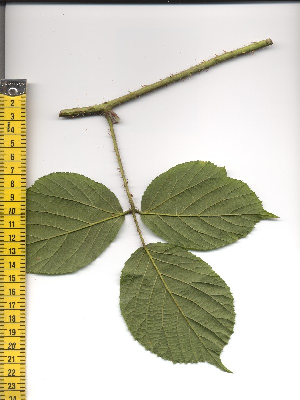 Rubus pedemontanus 2