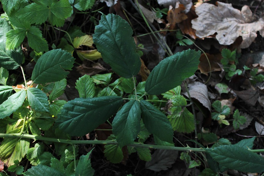 Rubus perperus 1