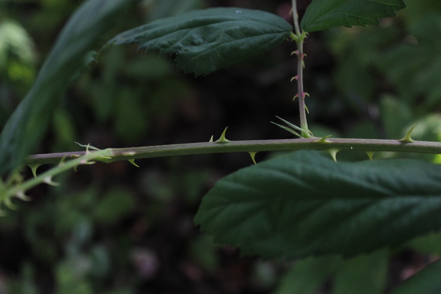 Rubus perperus 3