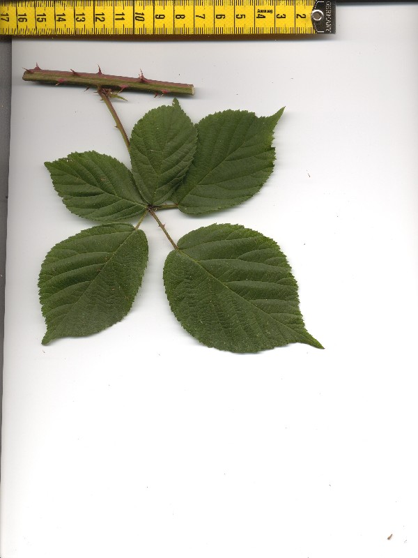 Rubus plicatus 1