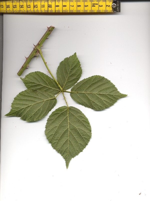 Rubus plicatus 2