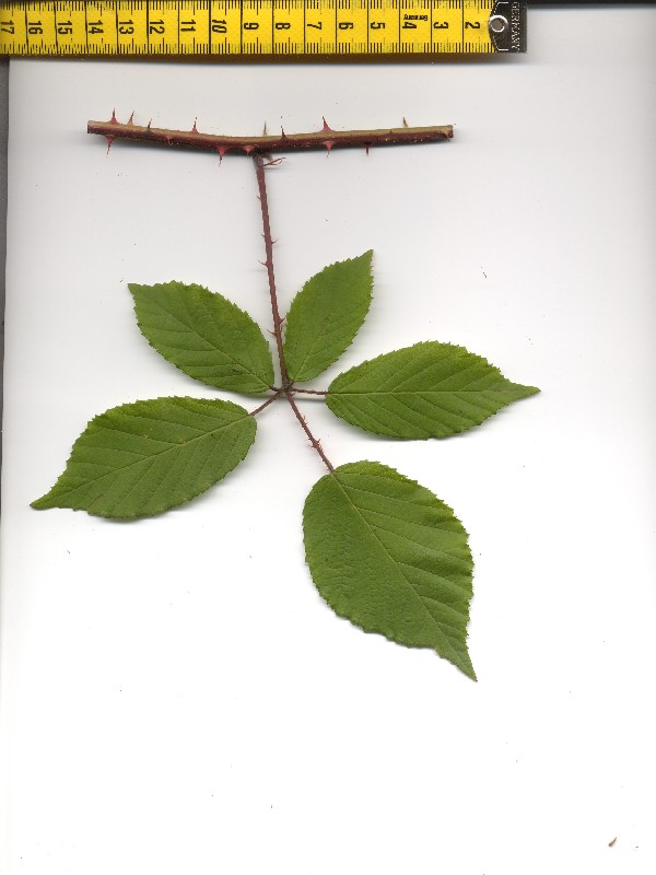 Rubus radula 1