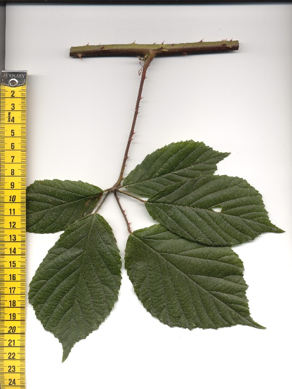 Rubus rudis 1