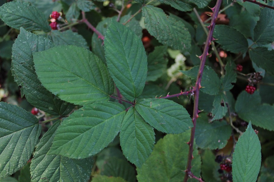 Rubus rudis 5