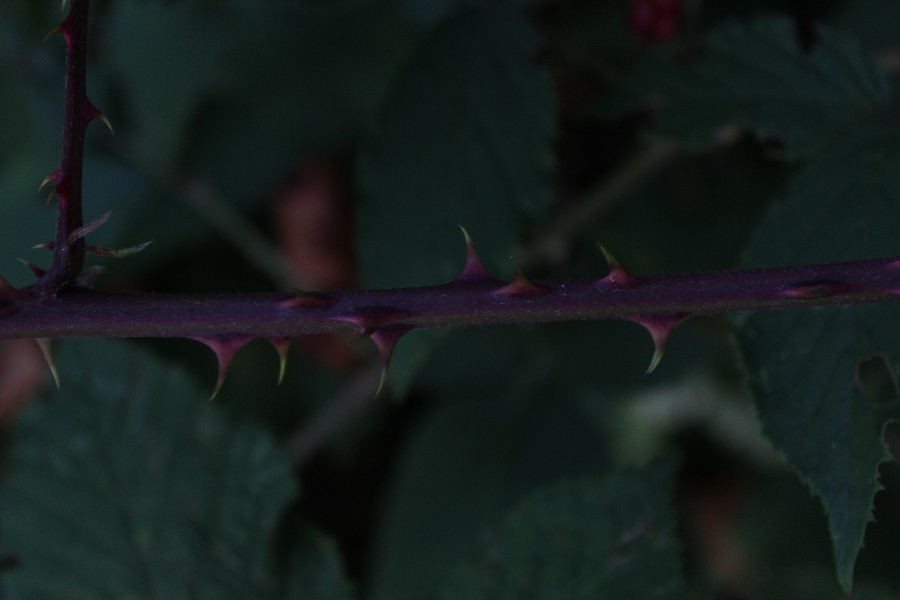 Rubus rudis 6