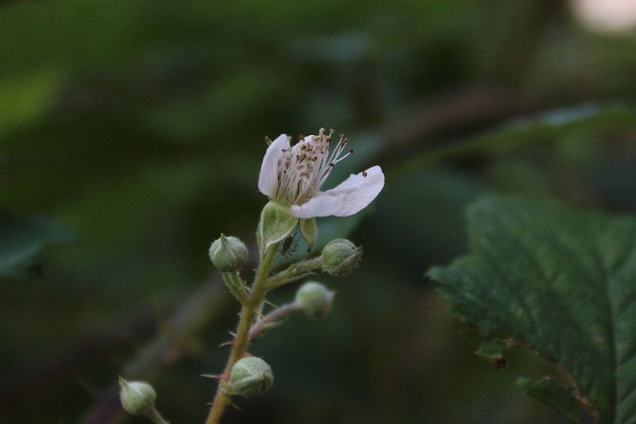 Rubus rudis 3