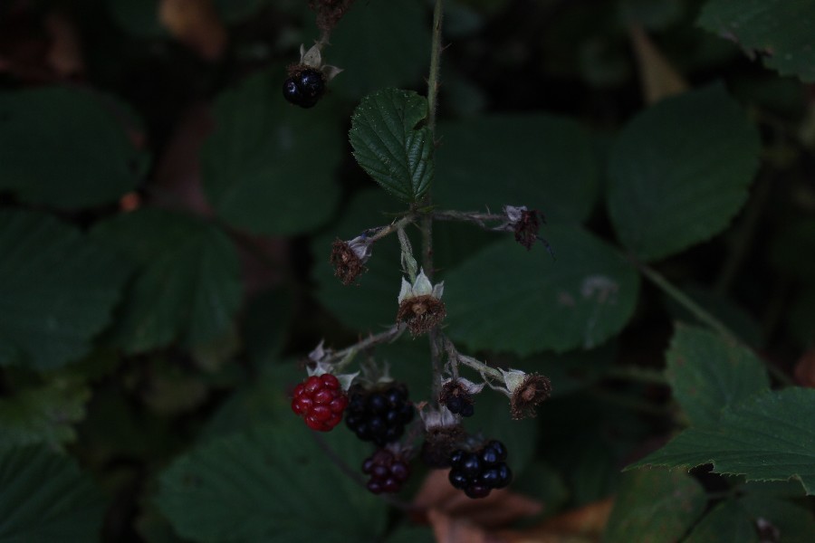 Rubus rudis 4