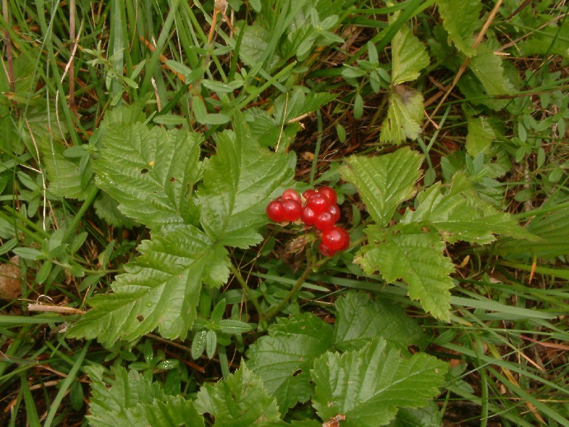 Rubus saxatilis 1