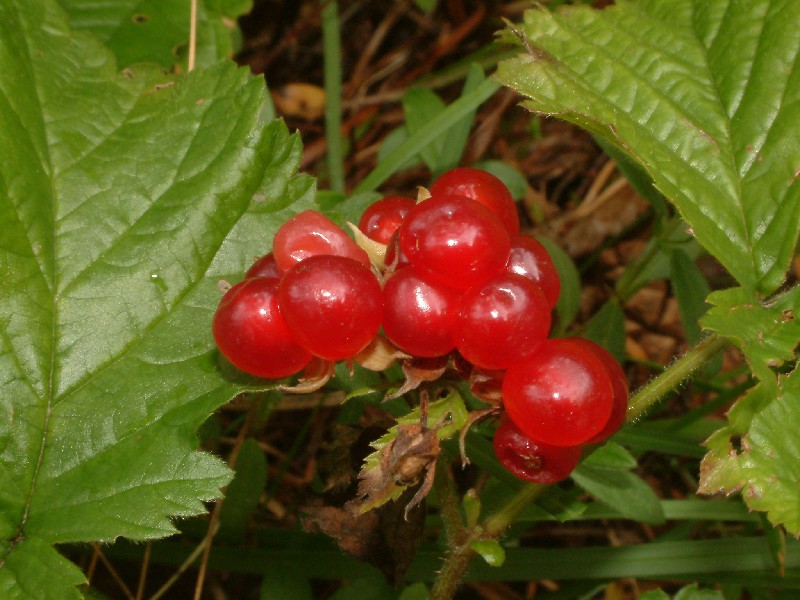 Rubus saxatilis 2