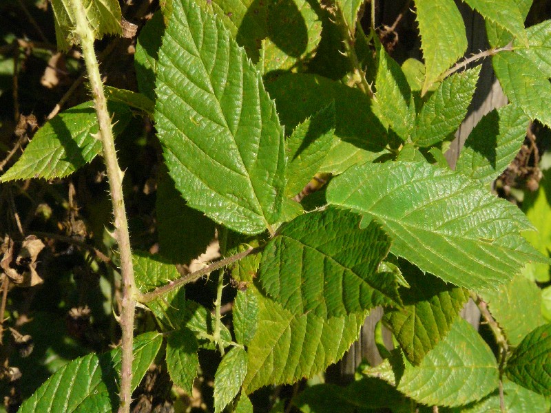 Rubus schleicheri 1