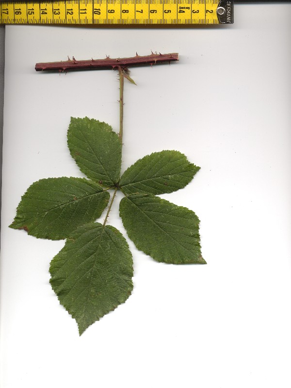 Rubus suevicola 1