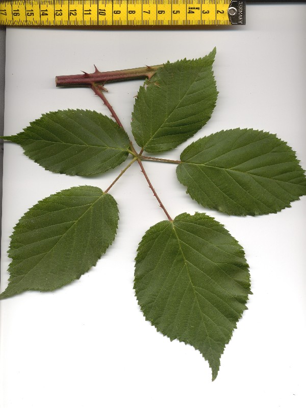 Rubus suevicola 1