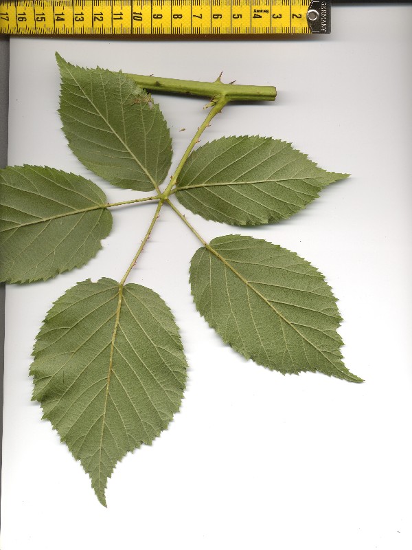 Rubus suevicola 2