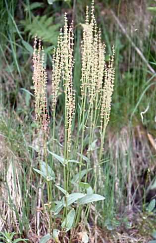 Rumex acetosa 1