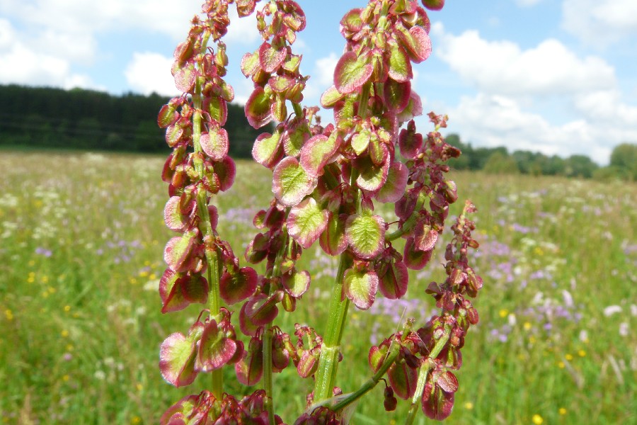 Rumex acetosa 2