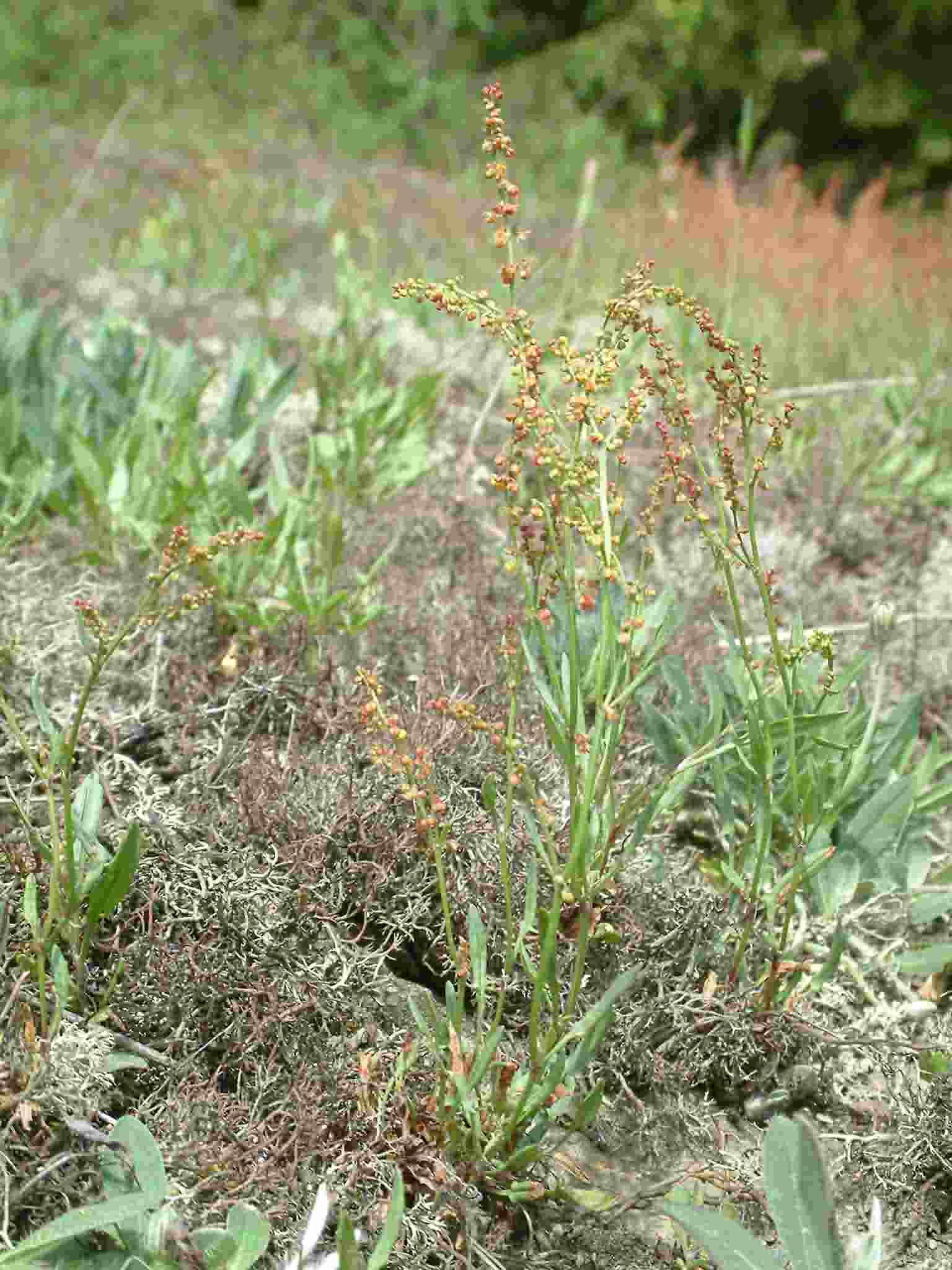 Rumex acetosella 1