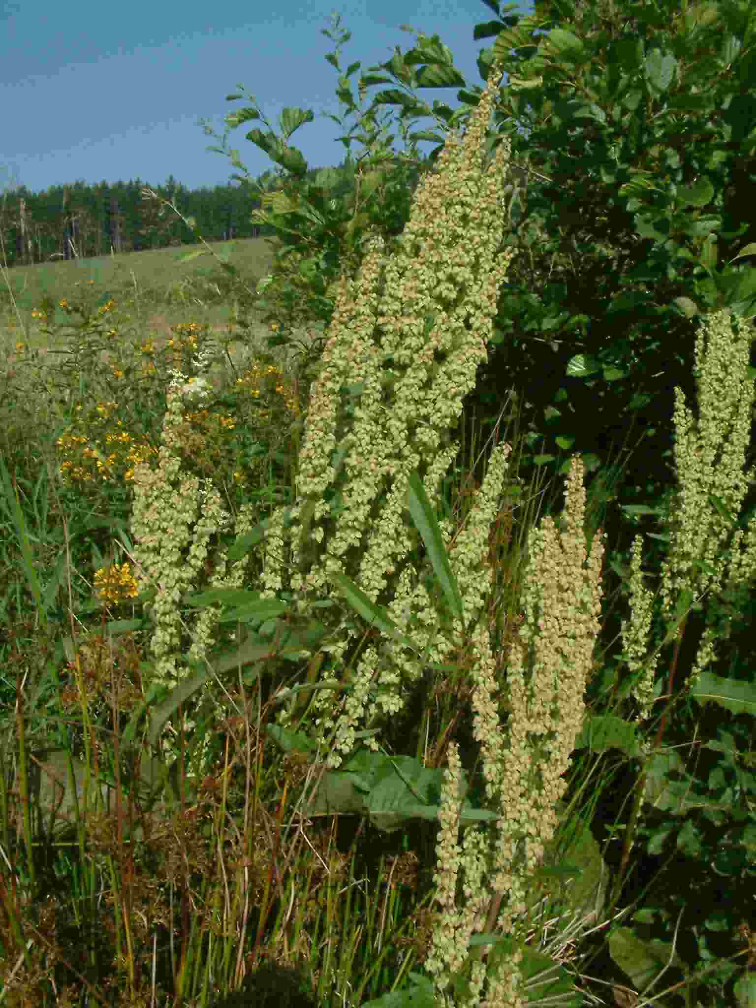 Rumex aquaticus 1