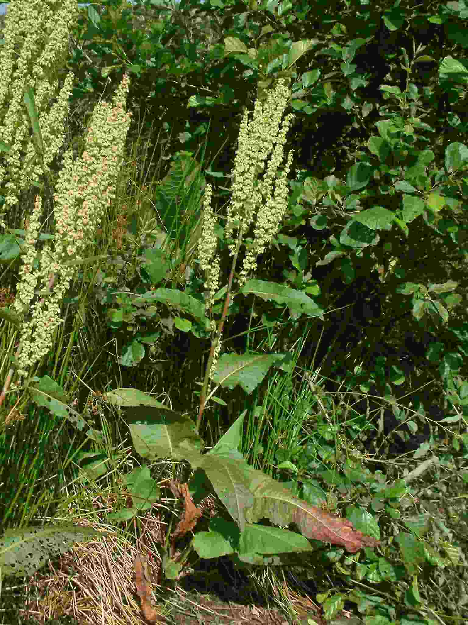 Rumex aquaticus 2