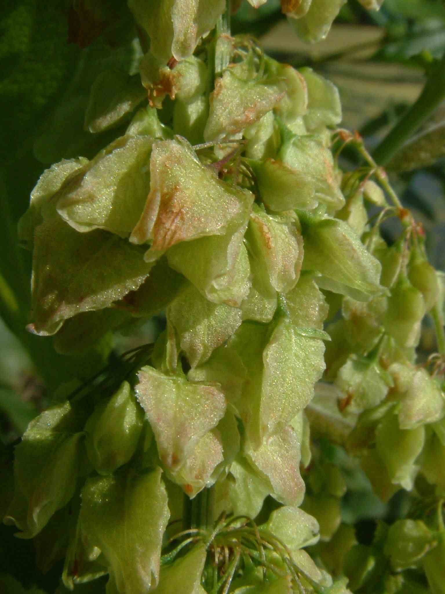 Rumex aquaticus 4