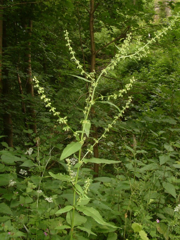 Rumex conglomeratus 1