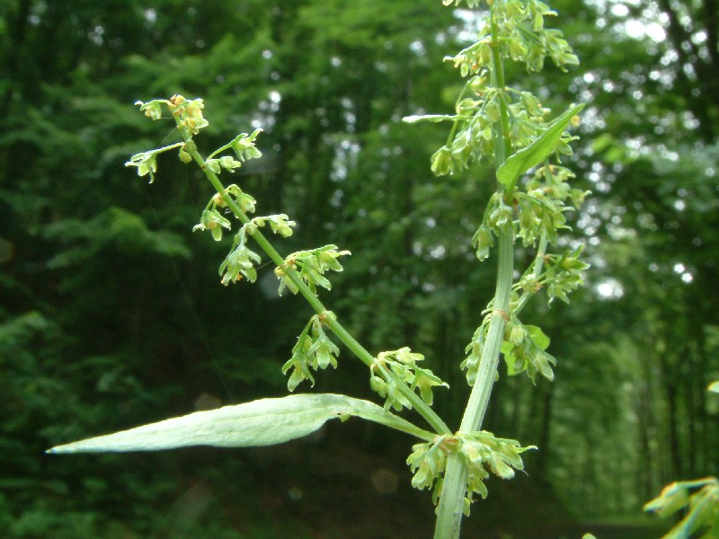 Rumex conglomeratus 2