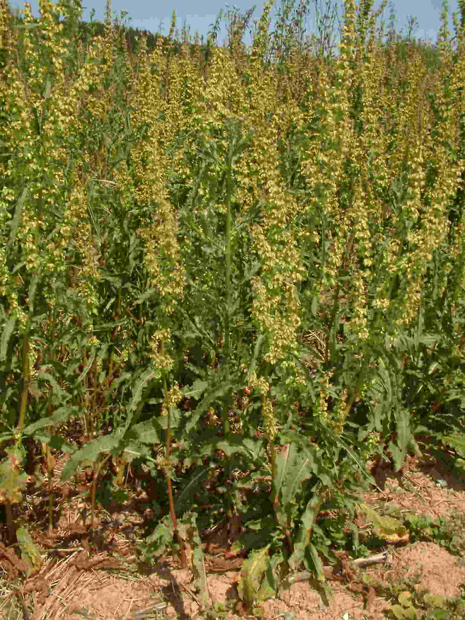 Rumex crispus 1