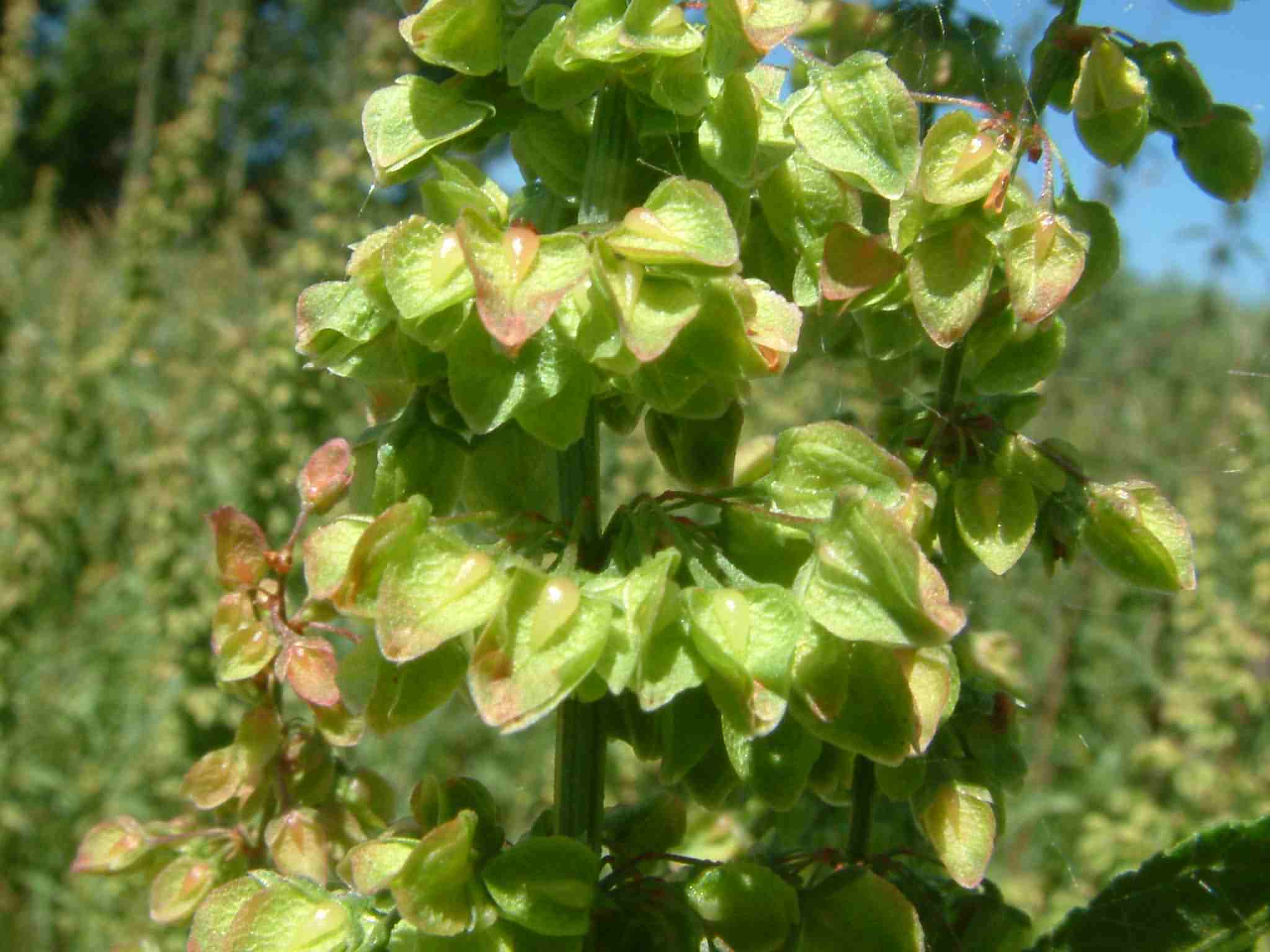 Rumex crispus 2