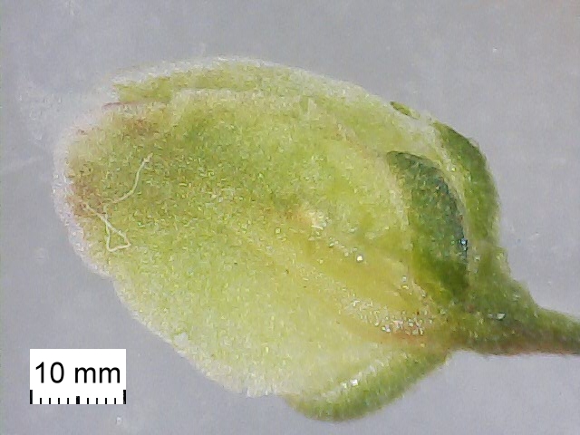 Rumex crispus 3