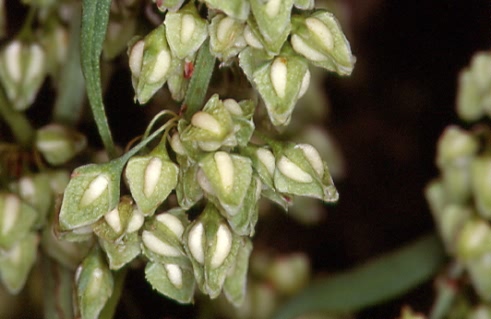 Rumex hydrolapathum 2