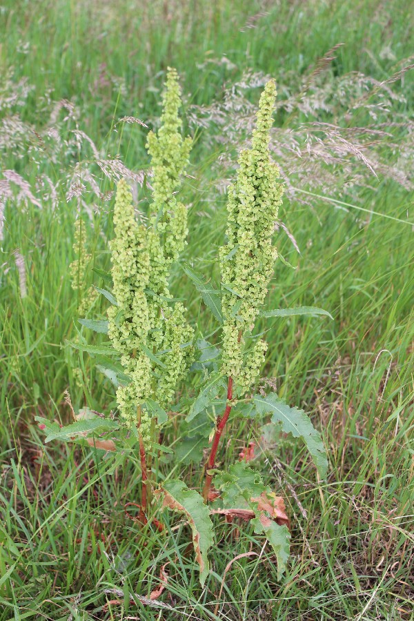 Rumex longifolius 1