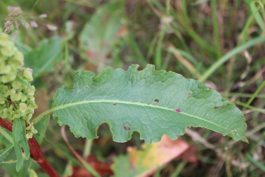 Rumex longifolius 2