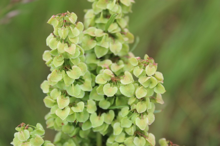 Rumex longifolius 3